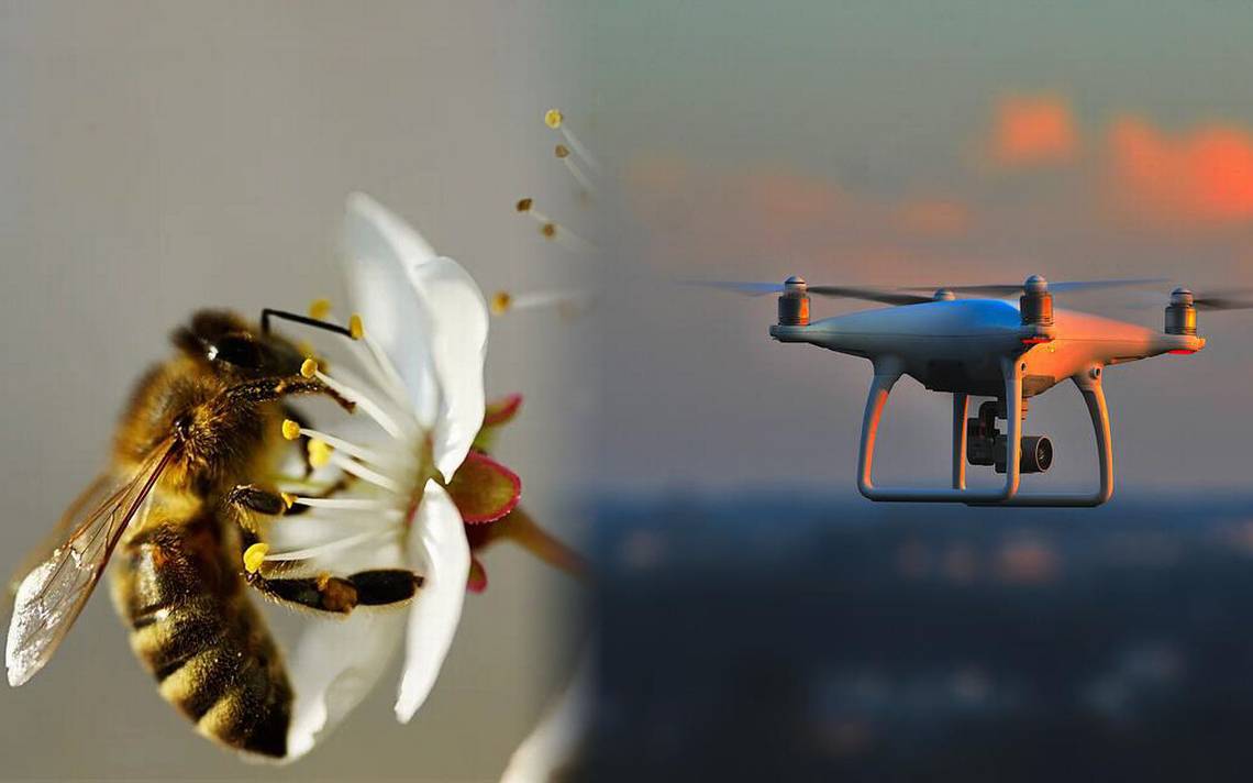 Utilizan Drones Para Polinizar Rboles Ante La Falta De Abejas El Heraldo De Chihuahua